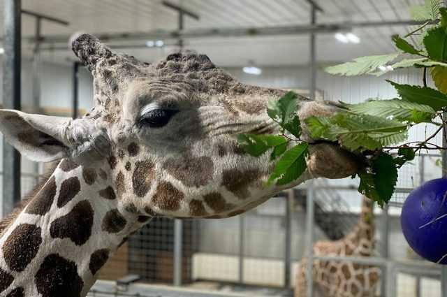 Au revoir Jimmie, la plus vieille girafe du monde est morte à 26 ans dans un zoo : maintenant il est enfin libre 1 Au Revoir Jimmie, La Plus Vieille Girafe Du Monde Est