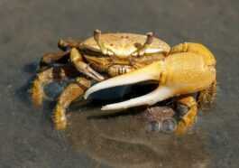 Cela Signifie Que Les Crabes, Les Poulpes Et Les Homards