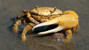 Cela Signifie Que Les Crabes, Les Poulpes Et Les Homards