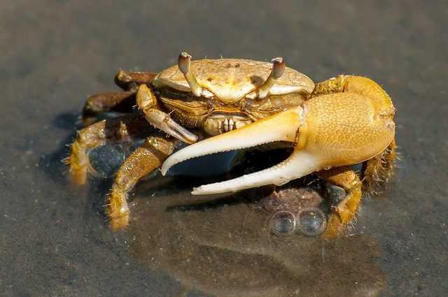 Cela signifie que les crabes, les poulpes et les homards ont été définis comme des êtres sensibles 1 Cela Signifie Que Les Crabes, Les Poulpes Et Les Homards