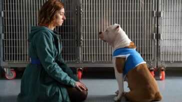 De Quelle Race Est Linnaeus, Le Chien Guide De Blanca Dans