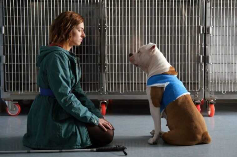 De quelle race est Linnaeus, le chien-guide de Blanca dans la nouvelle fiction 1 De Quelle Race Est Linnaeus, Le Chien Guide De Blanca Dans