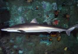 Des Requins Et Des Hippocampes Ont été Découverts Dans La