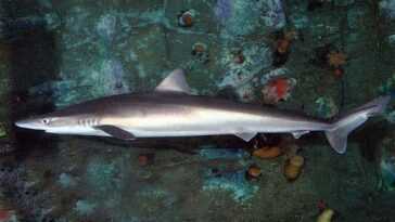 Des Requins Et Des Hippocampes Ont été Découverts Dans La