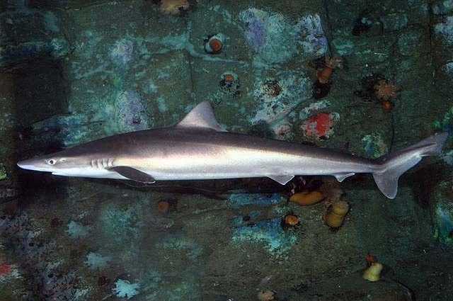 Des requins et des hippocampes ont été découverts dans la Tamise, le grand fleuve qui traverse Londres 1 Des Requins Et Des Hippocampes Ont été Découverts Dans La