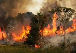 En Un An, La Forêt Amazonienne A Perdu Une Superficie