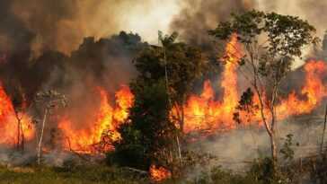 En Un An, La Forêt Amazonienne A Perdu Une Superficie