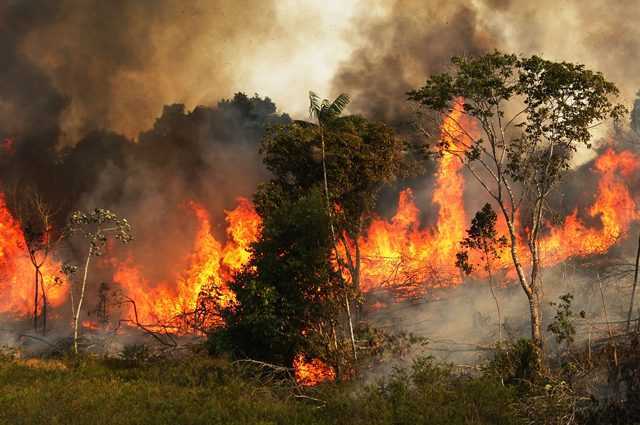 En un an, la forêt amazonienne a perdu une superficie aussi vaste que la Campanie : nous la détruisons 1 En Un An, La Forêt Amazonienne A Perdu Une Superficie
