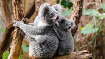 Koalas Touchés Par Une Maladie Qui Les Rend Stériles :