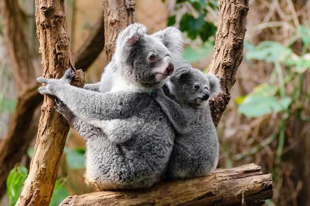Koalas touchés par une maladie qui les rend stériles : ils se rapprochent de plus en plus de l'extinction 1 Koalas Touchés Par Une Maladie Qui Les Rend Stériles :