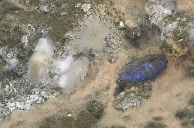 Une nouvelle espèce découverte dans un monde sous-marin perdu où l'eau bout jusqu'à 287°C 1 Une Nouvelle Espèce Découverte Dans Un Monde Sous Marin Perdu Où