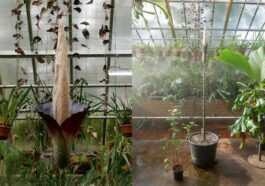 Une "plante à Pénis" Rare Et Gigantesque Fleurit En Hollande