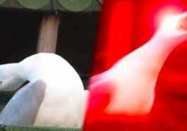 L'histoire de la mouette qui crie, le mème de la colère incontrôlée (qui est en fait "rire") 65 L'histoire De La Mouette Qui Crie, Le Mème De La