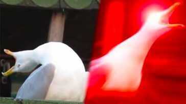 L'histoire De La Mouette Qui Crie, Le Mème De La