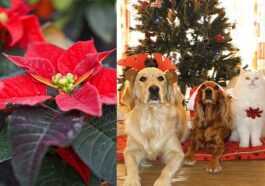 Attention Au Poinsettia, Si Votre Chien Ou Chat En Mange
