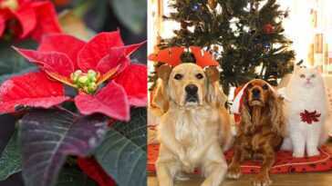 Attention Au Poinsettia, Si Votre Chien Ou Chat En Mange