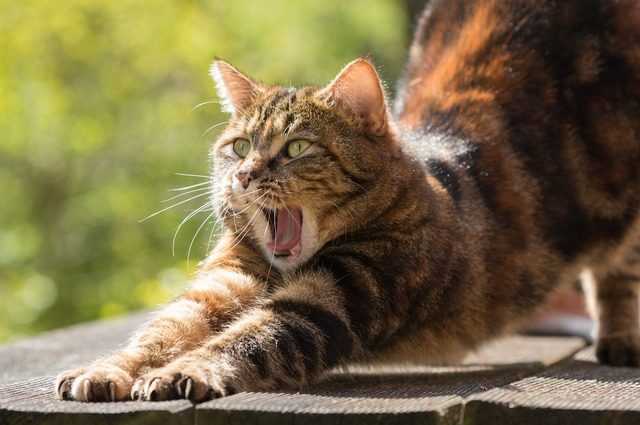 Avec ce test, vous pouvez comprendre si votre chat est psychopathe (et que faire pour qu'il se sente mieux) 1 Avec Ce Test, Vous Pouvez Comprendre Si Votre Chat Est