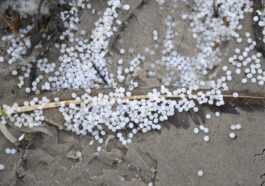 Ce sont les nurdles, les déchets les plus dangereux dont vous n'avez jamais entendu parler 31 Ce Sont Les Nurdles, Les Déchets Les Plus Dangereux Dont