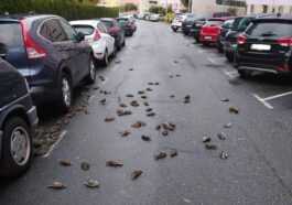 Des Centaines D'oiseaux Tombent Soudainement Du Ciel En Frappant Des