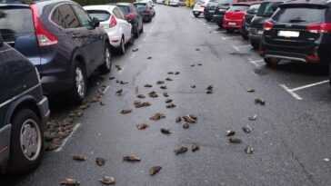 Des Centaines D'oiseaux Tombent Soudainement Du Ciel En Frappant Des