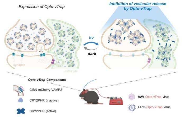 Des chercheurs découvrent un moyen de contrôler les zones du cerveau avec des faisceaux lumineux 2 Des chercheurs decouvrent un moyen de controler les zones du