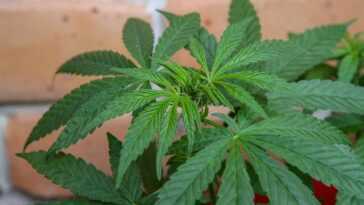Nous Savons Maintenant Pourquoi Le Cannabis Pue