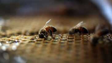 Parce Que Les Abeilles Tombent Au Sol Dès Que Les