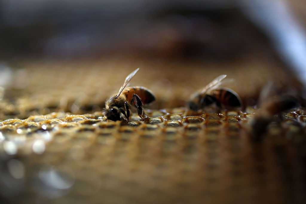 Parce Que Les Abeilles Tombent Au Sol Dès Que Les