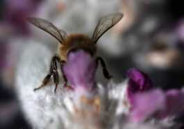 Parce que les insectes sont plus sensibles qu'il n'y paraît 22 Parce Que Les Insectes Sont Plus Sensibles Qu'il N'y Paraît