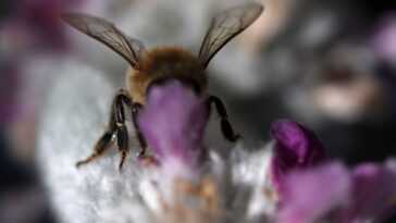 Parce Que Les Insectes Sont Plus Sensibles Qu'il N'y Paraît