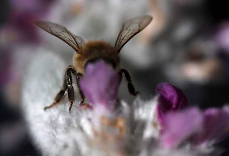 Parce que les insectes sont plus sensibles qu'il n'y paraît 1 Parce Que Les Insectes Sont Plus Sensibles Qu'il N'y Paraît