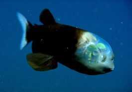 Poisson « Extraterrestre » Absurde à La Tête Transparente Filmé