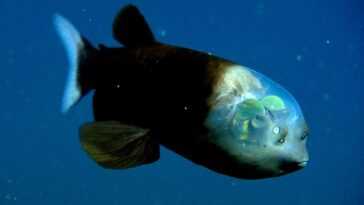 Poisson « Extraterrestre » Absurde à La Tête Transparente Filmé