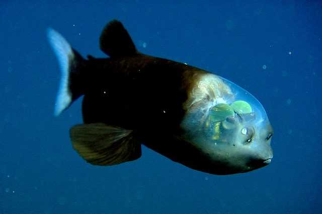 Poisson « extraterrestre » absurde à la tête transparente filmé dans les abysses : les images extraordinaires 1 Poisson « Extraterrestre » Absurde à La Tête Transparente Filmé