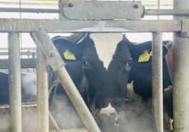Un Agriculteur Oblige Les Vaches à Porter Des Casques Vr