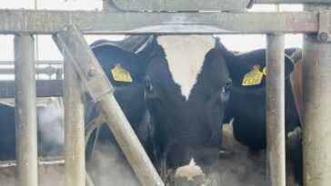 Un Agriculteur Oblige Les Vaches à Porter Des Casques Vr