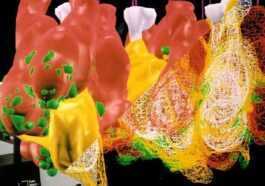 Cette Imprimante 3d Est Capable De Recréer Des Parties D'organes