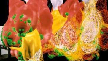 Cette Imprimante 3d Est Capable De Recréer Des Parties D'organes
