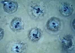 Immense Colonie Reproductrice De Poissons Des Glaces Découverte En Antarctique