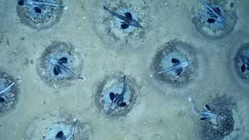 Immense Colonie Reproductrice De Poissons Des Glaces Découverte En Antarctique