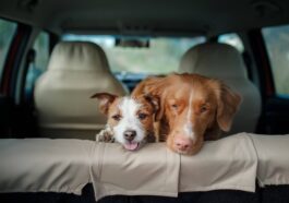 Tech CEO praises worker for selling dog so they could return to the office