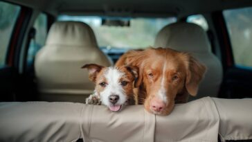 Le PDG de Tech félicite un travailleur d'avoir vendu un chien afin qu'il puisse retourner au bureau 2 Tech CEO praises worker for selling dog so they could return to the office