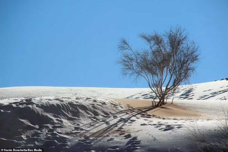 Parce que la neige dans le désert du Sahara est un spectacle qui inquiète les experts 1 Parce Que La Neige Dans Le Désert Du Sahara Est