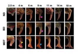 Une Technique Révolutionnaire Fait Repousser Les Membres Des Grenouilles :
