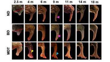 Une Technique Révolutionnaire Fait Repousser Les Membres Des Grenouilles :