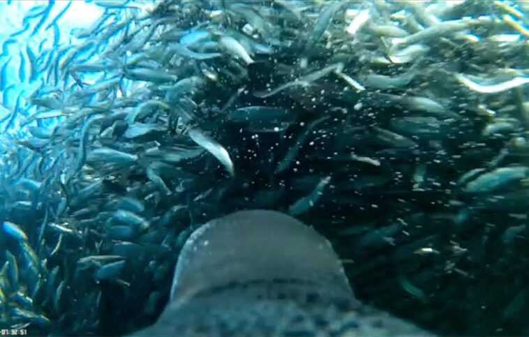 Une vidéo « selfie » extraordinaire d'un pingouin montre la chasse à la sardine de son point de vue 1 Une Vidéo « Selfie » Extraordinaire D'un Pingouin Montre La
