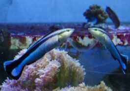Vous Ne Le Savez Peut être Pas, Mais Les Poissons Aussi