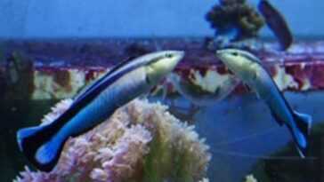Vous Ne Le Savez Peut être Pas, Mais Les Poissons Aussi
