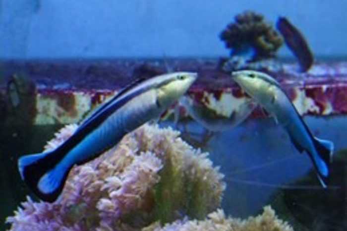 Vous ne le savez peut-être pas, mais les poissons aussi sont conscients d'eux-mêmes (et se regardent dans le miroir) 1 Vous Ne Le Savez Peut être Pas, Mais Les Poissons Aussi