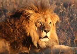 33 Lions Sauvés Du Cirque Et Relâchés Dans Un Sanctuaire